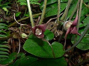 Asarum caudatum 10993.JPG