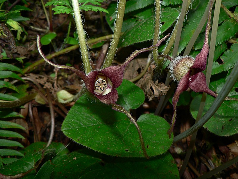 File:Asarum caudatum 10993.JPG