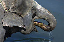 Asian elephant drinking water with trunk Asian Elephant, Royal Chitwan National Park.jpg