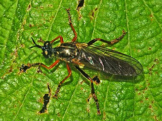 <i>Dioctria rufipes</i> Species of fly