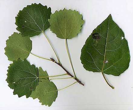 https://upload.wikimedia.org/wikipedia/commons/thumb/6/6d/Aspen-leaves.jpg/440px-Aspen-leaves.jpg