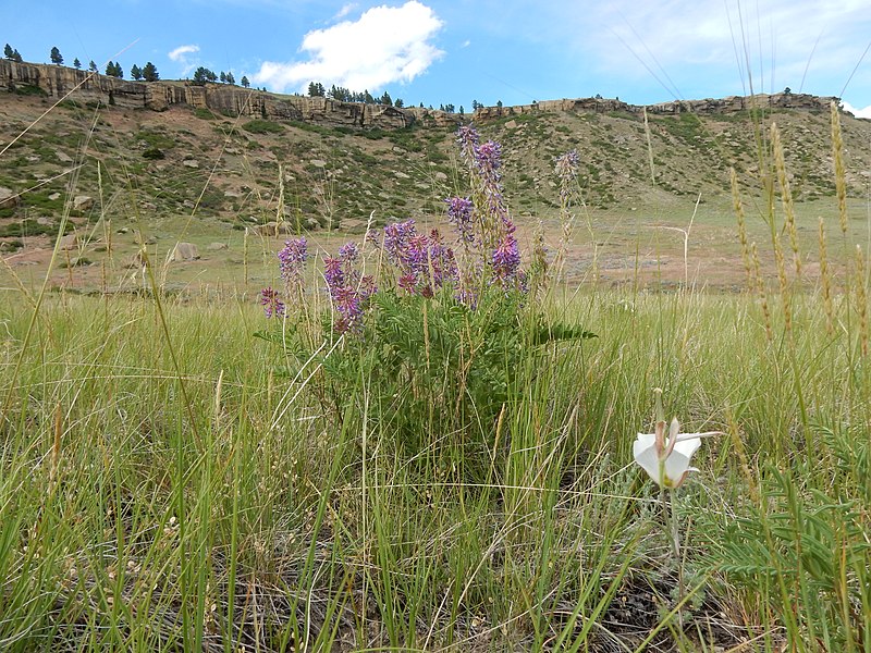 File:Astragalus bisulcatus - twogrooved milkvetch - Flickr - Matt Lavin.jpg