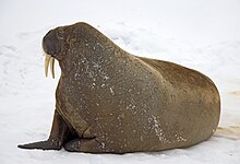 Walrus Atlantic walrus (Odobenus rosmarus rosmarus) NOAA Photo Library.jpg