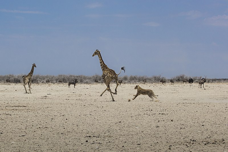 File:Attack of a lioness on a giraffe 4.jpg