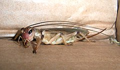 Aust brown field cricket.jpg