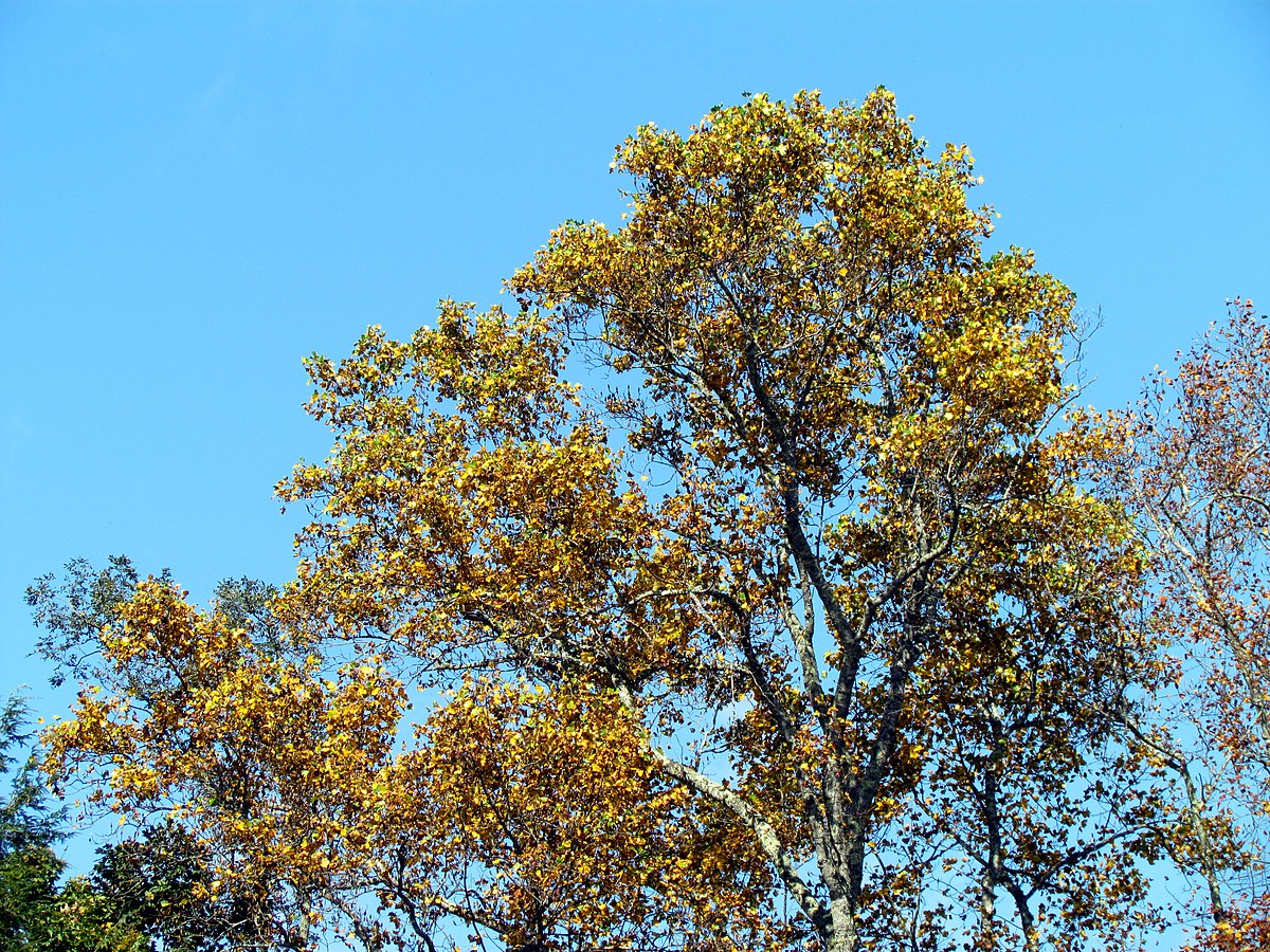 Brunozamp s foliage