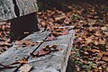 "Autumn_leaves_(Unsplash).jpg" by User:Fæ