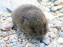 Juvenile in the open Baby meadow vole.jpg