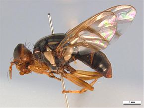 Bildbeschreibung Bactrocera frauenfeldi lateral.jpg.