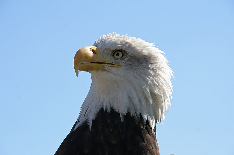 File:Bald Eagle Head (1224691901).jpg