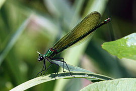 Femella sense pterostigma.