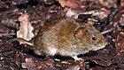 Russet vole