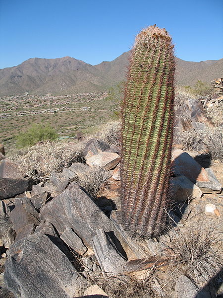 Ferocactus species, a cactoid, in its native Arizona habitat
