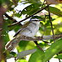 Miniatura per Bosquerola cellablanca