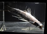 Miniatura para Bathypterois guentheri