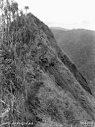 Members of "A" Company, Australian 2/9th Battalion digging in at Green Sniper's Pimple, on Shaggy Ridge after Japanese forces had been driven back.