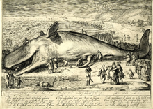 Engraving of a beached whale, after Hendrik Goltzius.