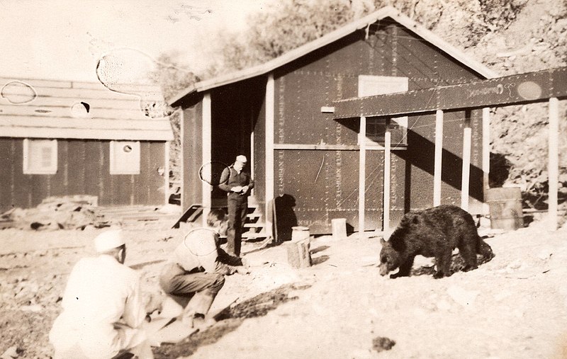 File:Bear visits camp in Alaska, 1942.jpg