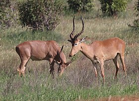 Hirola (Beatragus hunteri)