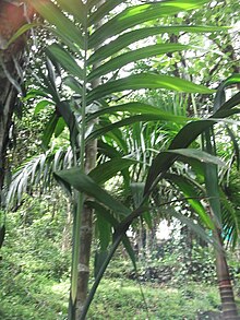 Bentinckia nicobarica-1-bsi-yercaud-salem-India.JPG