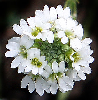 <i>Berteroa incana</i> species of plant