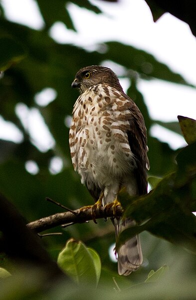 File:Besra Sparrowhawk, Wattegama, Sri Lanka.jpg