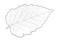 Brzoza papierowa, rysunek liścia – Tournasol7