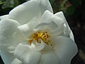 * Nomination: Rosa pimpinellifolia in a front garden. --Sdicke 21:00, 14 August 2023 (UTC) * * Review needed