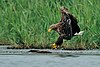 White-tailed eagle