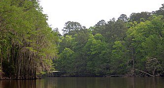 Big Cypress Bayou, Caddo Lake State Park, Harrison Co., TX, US (April 2017)