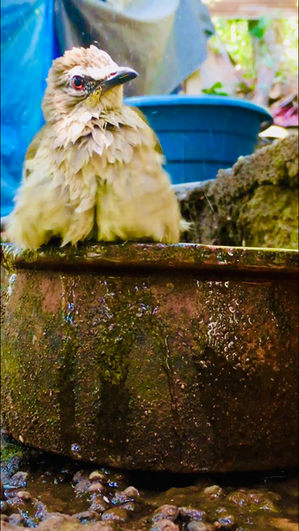 File:Birds bathing 2.png