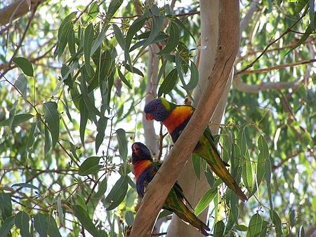 Birds perry lakes wa