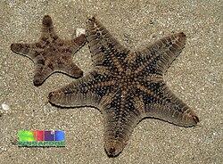 Biscuit sea star (Goniodiscaster scaber) 3.jpg