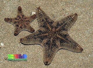 <i>Goniodiscaster</i> Genus of starfishes