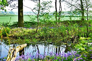 Bluebells in Goulding's Wood, part of Park Wood and Goulding's Wood LNR Bisham Woods (26559670834).jpg