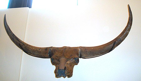 Bison latifrons.JPG