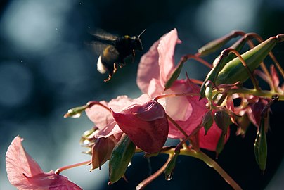 Blossom love.jpg