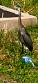 Black headed heron at the park of the Central Prison of Hargeisa, Somaliland.jpg
