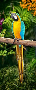 Blue-and-yellow Macaw (Ara ararauna) at Jurong Bird Park