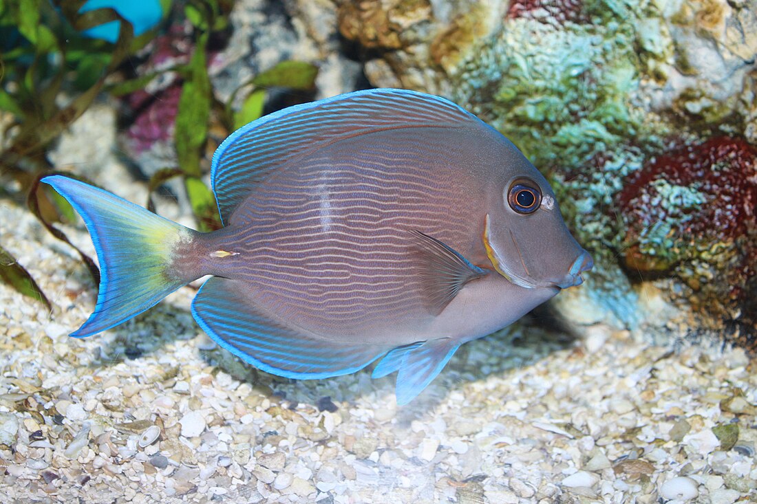 File:Blue tang surgeonfish - Acanthurus coeruleus.jpg