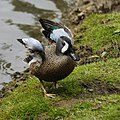 Blue winged teal clipped 2.jpg