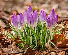 Crocus tommasinianus - Group of crocus buds