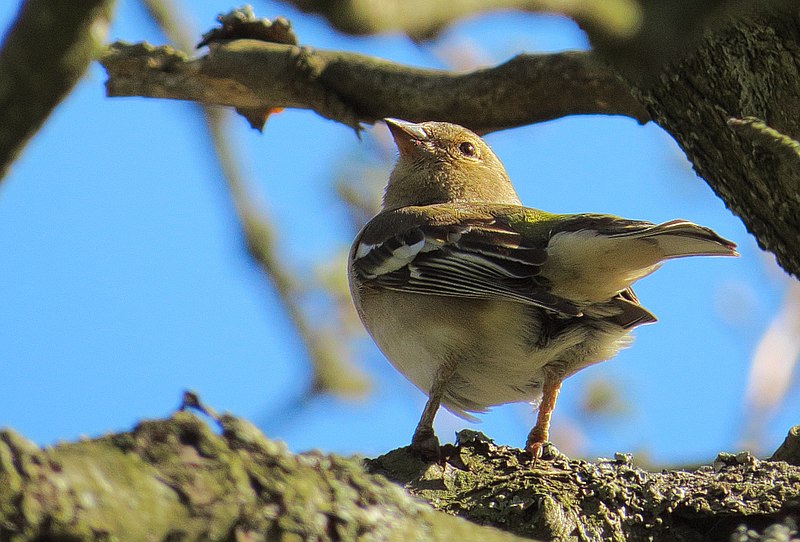 File:Bofink Chaffinch (13920592689).jpg