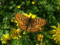 Boloria euphrosyne CH 1.jpg