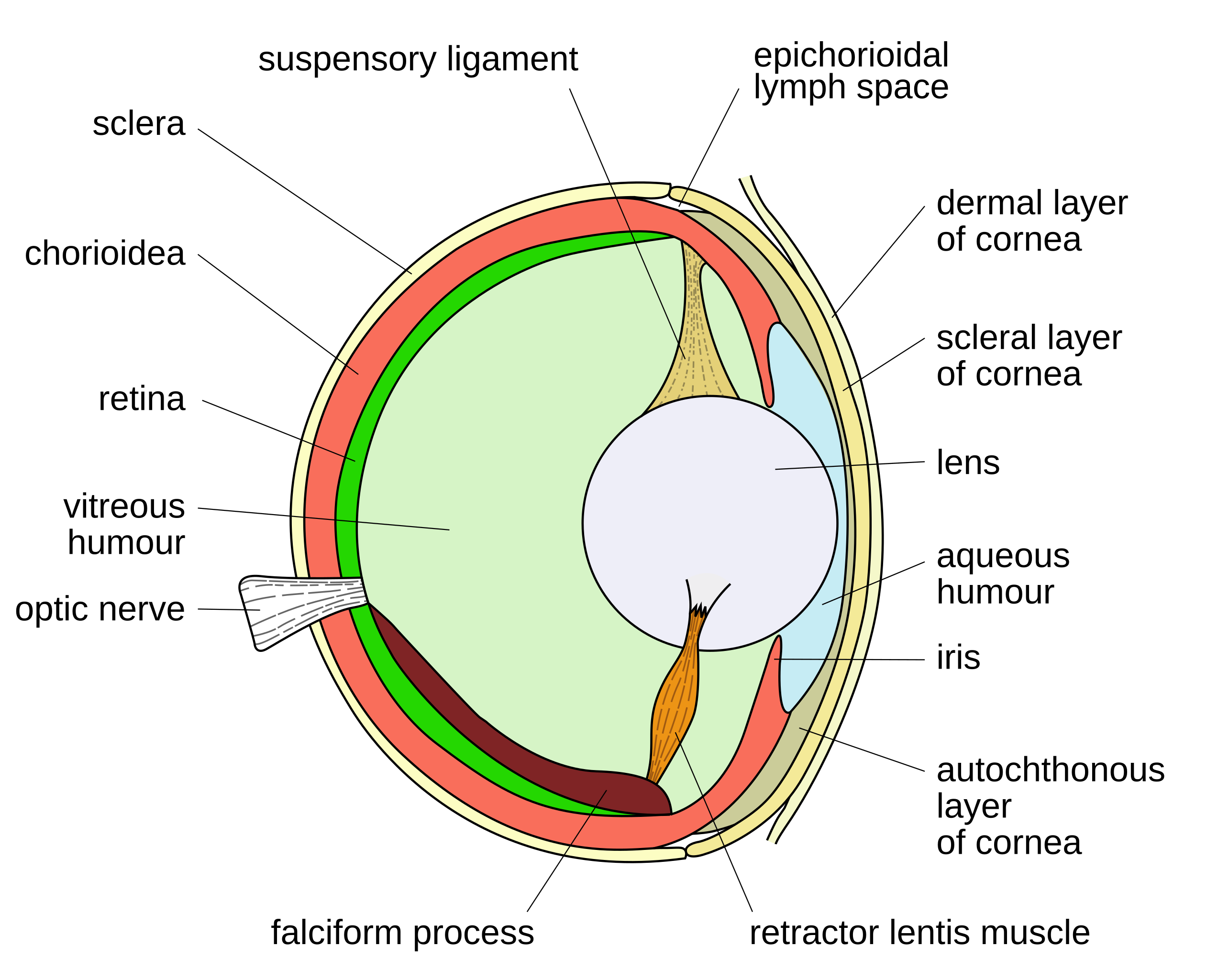 https://upload.wikimedia.org/wikipedia/commons/thumb/6/6d/Bony_fish_eye_multilang.svg/2546px-Bony_fish_eye_multilang.svg.png