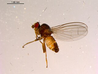 <i>Borboropsis puberula</i> Species of fly