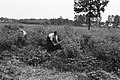 Bosbewerking, arbeiders, hakhout afhakken, stobben uitgraven, Bestanddeelnr 170-0767.jpg