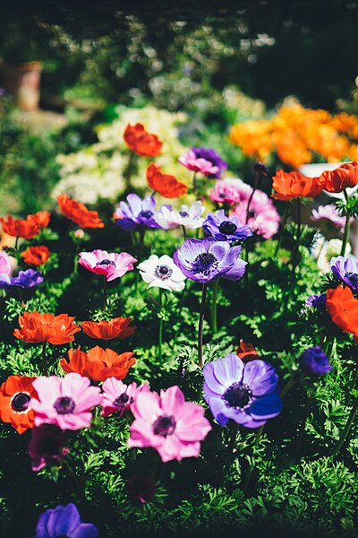 File:Botanical-spring-daytime (Unsplash).jpg