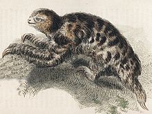 Depiction of a pygmy three-toed sloth (Bradypus pygmaeus) (Thomas Landseer, 1825) Bradypus pygmaeus.jpg