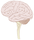 Миниатюра для Файл:Brain stem normal human.svg